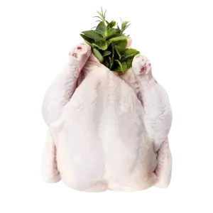 BODY MEAT